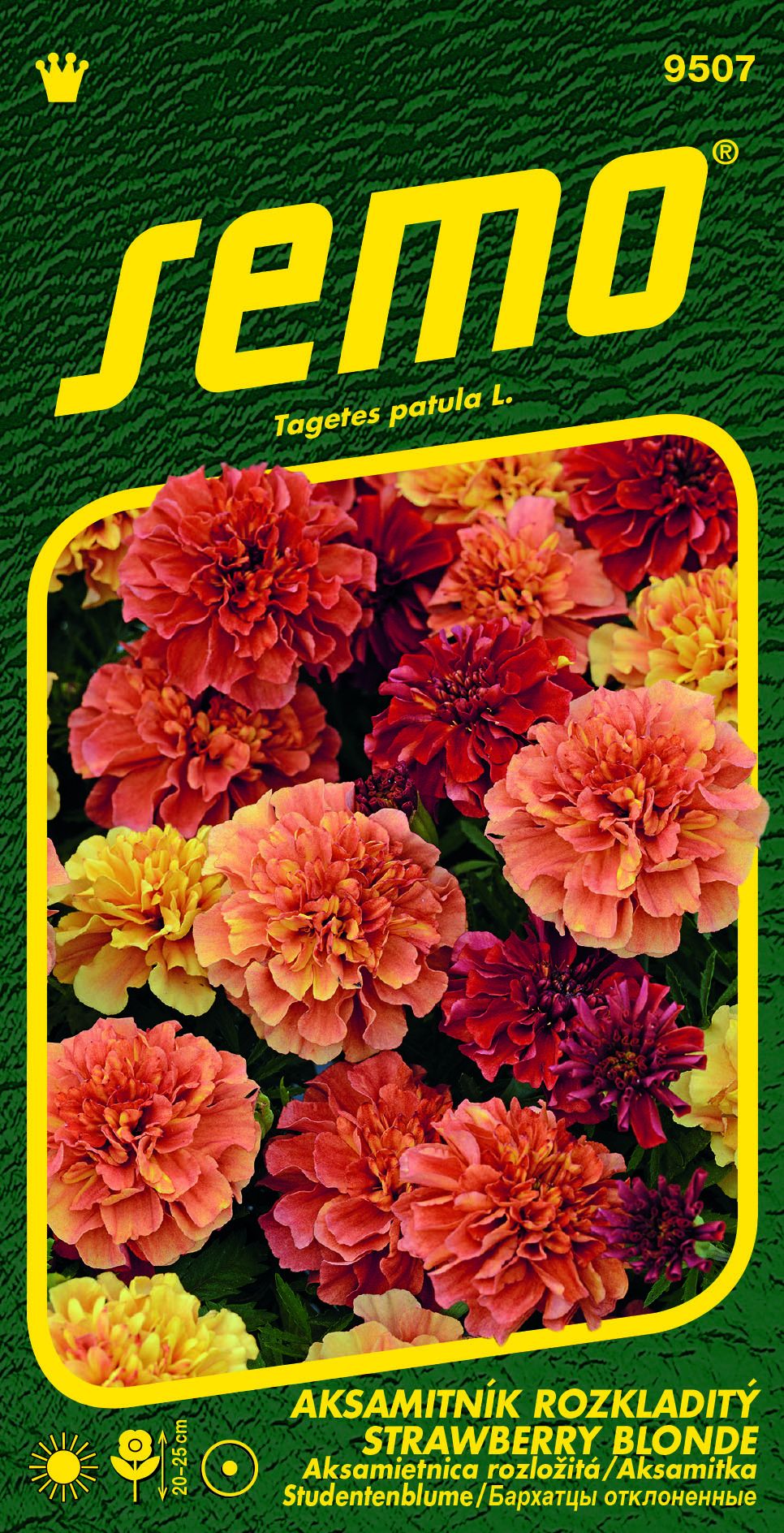 9507 Aksamitník STRAVBERRY BLONDE_tagetes_VS 9507-Aksamitník-STRAVBERRY-BLONDE_tagetes_VS-2