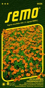 9536_aksamitník-ORANŽOVÝ-2