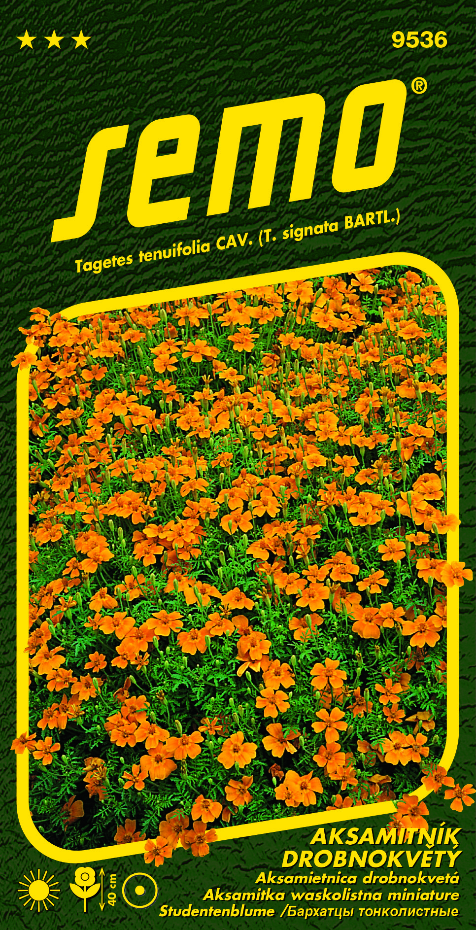 9536_aksamitník-ORANŽOVÝ-2