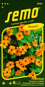 9545_tunbergie-ORANŽOVÁ-S-OKEM-2