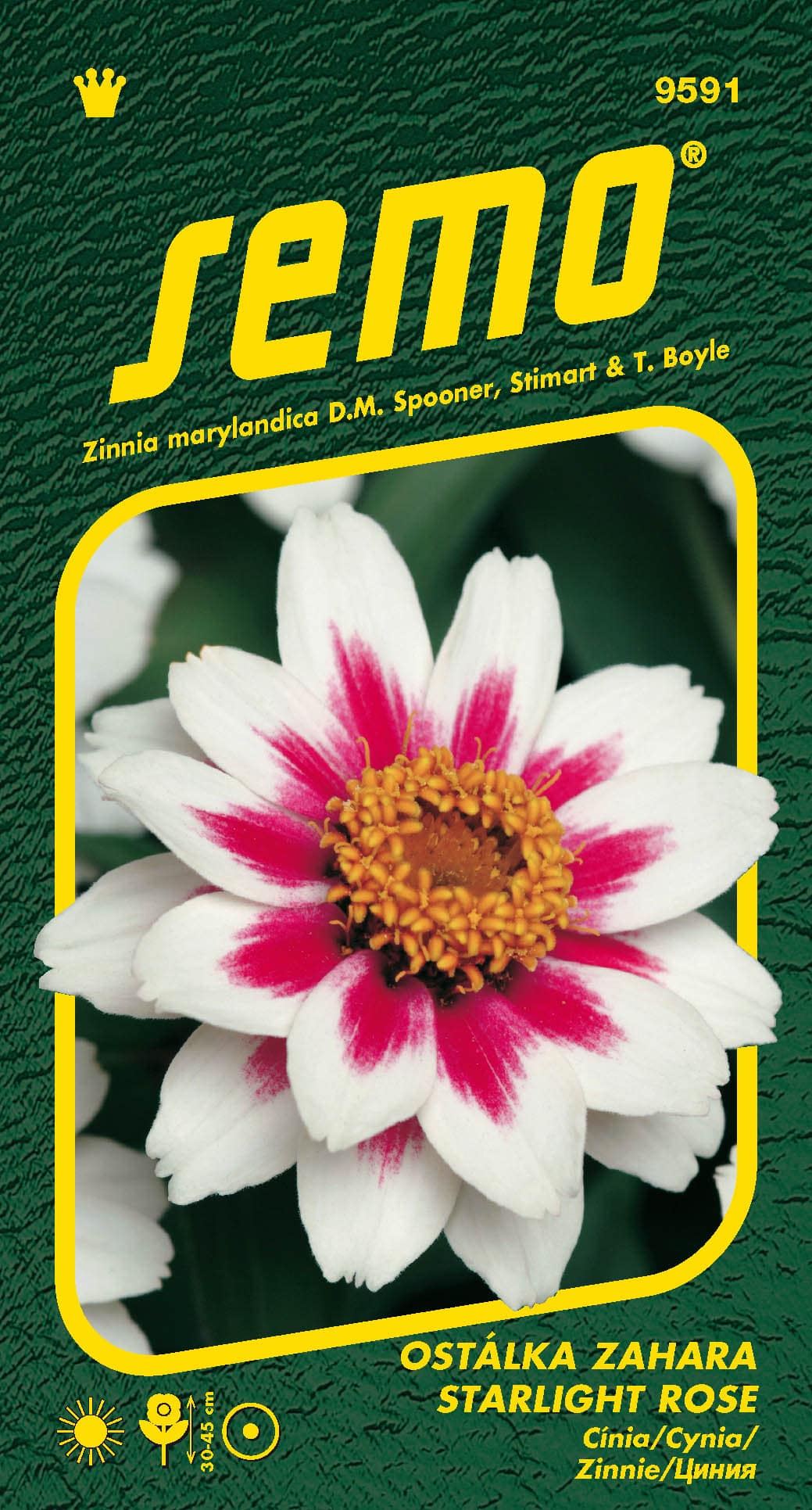 9591_ostálka-ZAHARA-STARLIGHT-ROSE-2