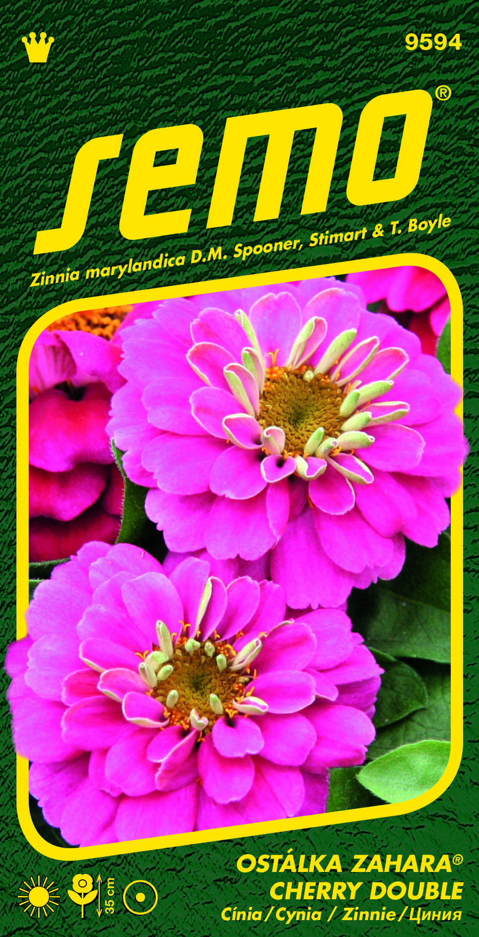 9594 Ostálka ZAHARA CHERRY DOUBLE_zinia 9594-Ostálka-ZAHARA-CHERRY-DOUBLE_zinia-2
