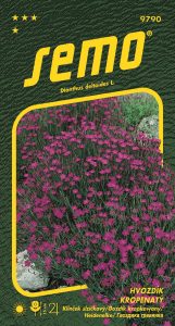 9790_hvozdík-kropenatý-MAIDEN-PINK-2