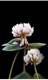 Trifolium-repens Trifolium-repens-1