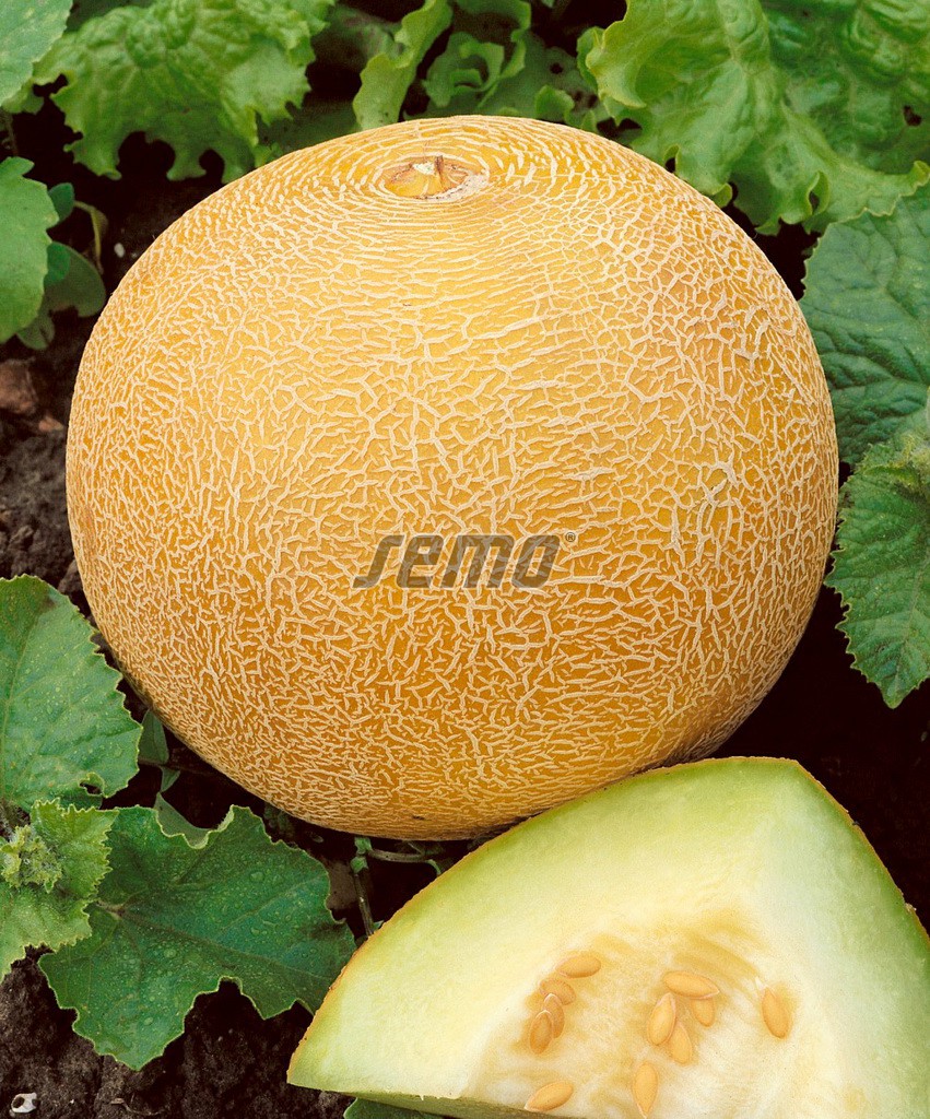 hzecat-4700-semo-zelenina-meloun-cukrovy-solartur hzecat-4700-semo-zelenina-meloun-cukrovy-solartur