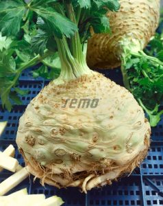 p0403-semo-zelenina-celer-bulvovy-neon