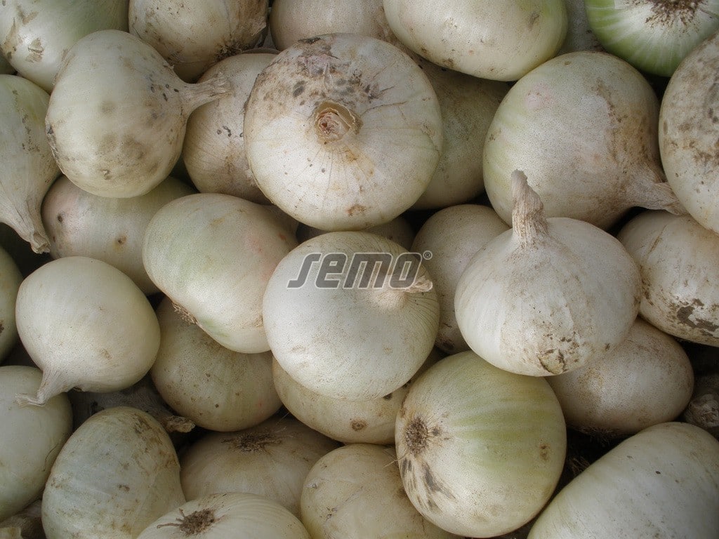 p0501-semo-zelenina-cibule-kuchynska-albienka4 p0501-semo-zelenina-cibule-kuchynska-albienka4
