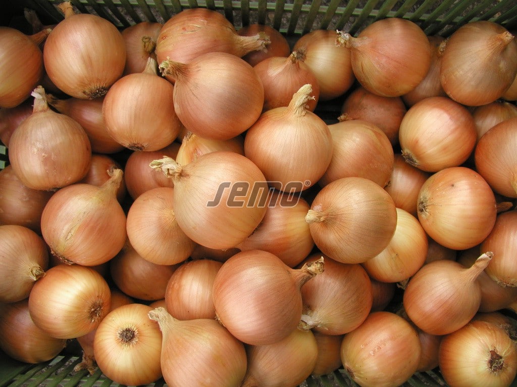 p0529-semo-zelenina-cibule-kuchynska-lusy p0529-semo-zelenina-cibule-kuchynska-lusy
