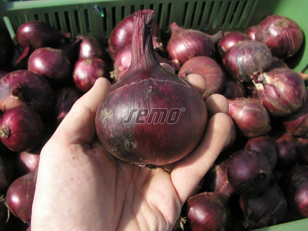 p0551-semo-zelenina-cibule-kuchynska-karmen p0551-semo-zelenina-cibule-kuchynska-karmen