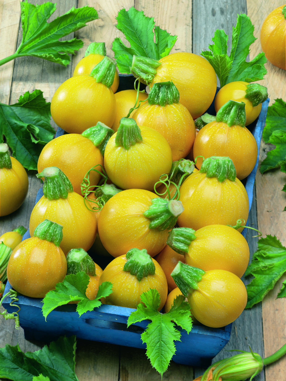 Cucurbita Gold Ball p0633-Cuketa-Gold-Ball-F1-2