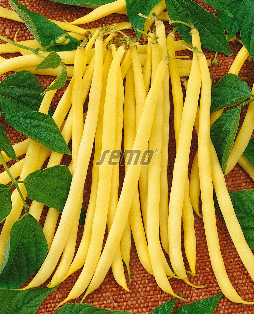 p0913-semo-zelenina-fazol-obecny-kerickovy-aidagold p0913-semo-zelenina-fazol-obecny-kerickovy-aidagold