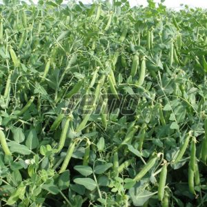 p1059-semo-zelenina-hrach-sety-drenovy-morris-500x500-3