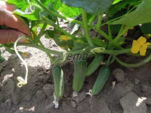 p2323-semo-zelenina-okurka-seta-nakladacka-charlotte-f12