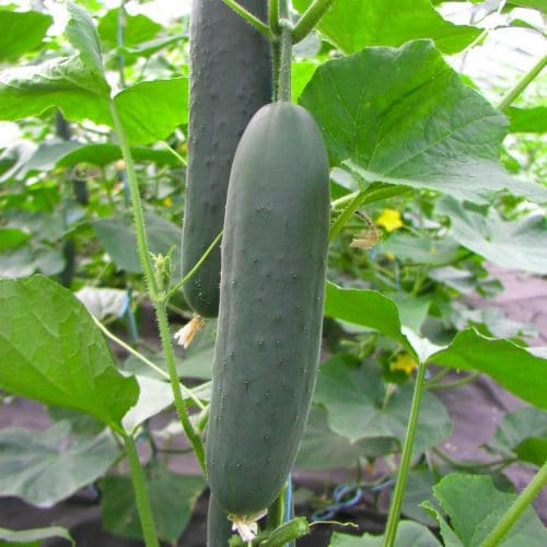 p2409-semo-zelenina-okurka-seta-salatova-marlen-f1-500×500 p2409-semo-zelenina-okurka-seta-salatova-marlen-f1-500x500-3