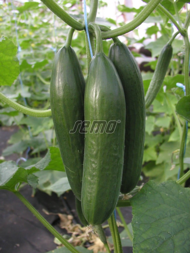 p2422-semo-zelenina-okurka-seta-salatova-emilie-f1 p2422-semo-zelenina-okurka-seta-salatova-emilie-f1