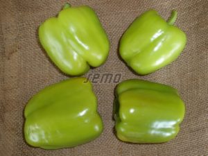p2532-semo-zelenina-paprika-rocni-saskia-f11