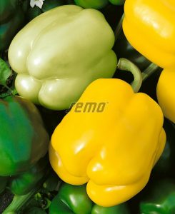 p2535-semo-zelenina-paprika-rocni-gelby