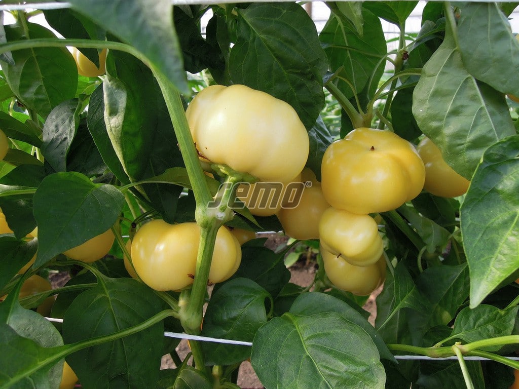 p2546-semo-zelenina-paprika-rocni-jablina-f1