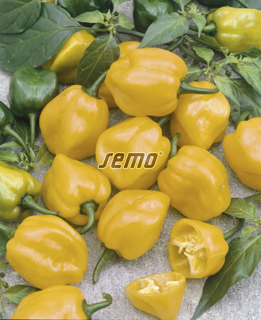 p2556-semo-vegetable-pepper-hot-habanero-lemon