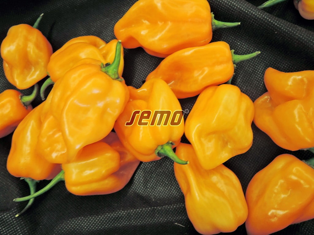 p2560-semo-zelenina-paprika-rocni-habanero-orange p2560-semo-zelenina-paprika-rocni-habanero-orange