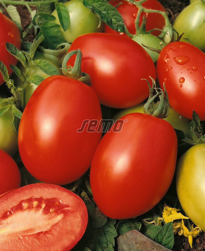 p3142-semo-zelenina-rajce-kerickove-orbit p3142-semo-zelenina-rajce-kerickove-orbit