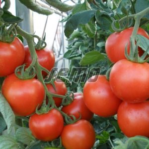 p3212-semo-zelenina-rajce-tyckove-parto-f1-500x500-3
