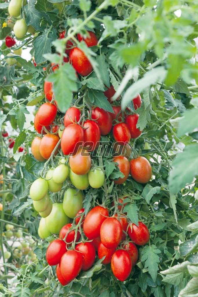 p3274-semo-vegetable-tomato-indeterminant-blumko-1 p3274-semo-vegetable-tomato-indeterminant-blumko-1-2