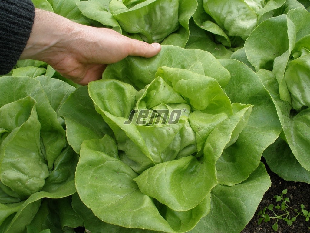 p3764-semo-zelenina-salat-hlavkovy-citrin