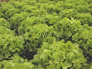 p3863-semo-zelenina-salat-listovy-dubagold