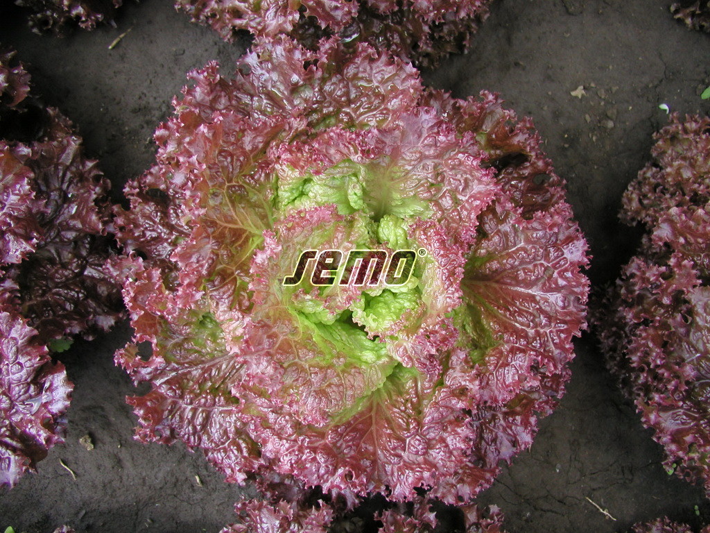 p3869-semo-zelenina-salat-listovy-roset