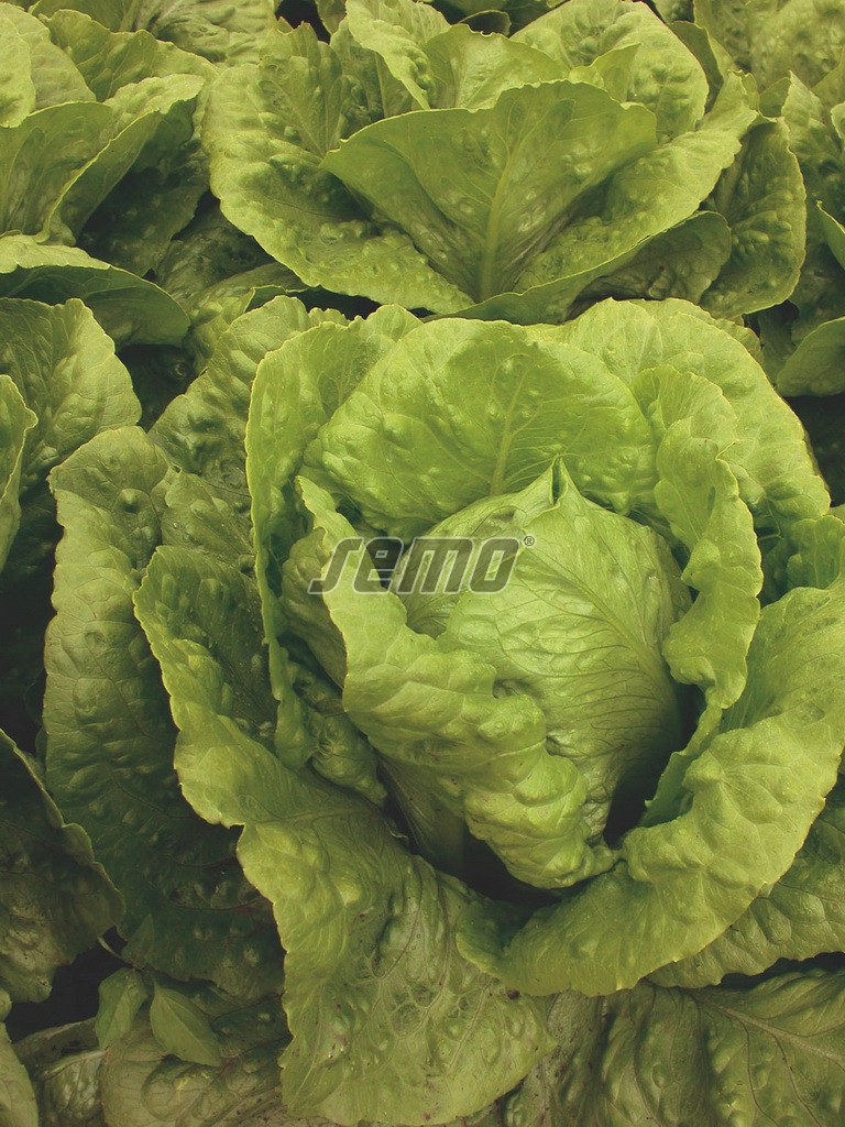 p3891-semo-zelenina-salat-rimsky-gelbus1