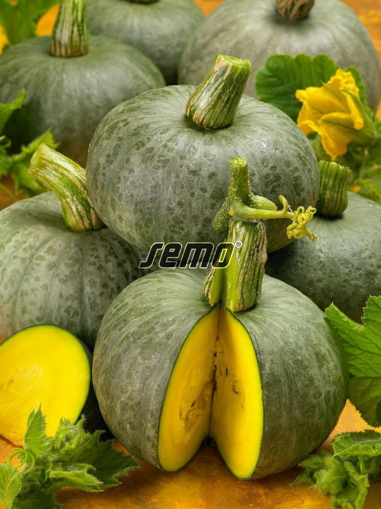 Cucurbita pepo Hokkaido Blue Kuri p4082-semo-vegetable-winter-squash-blue-kuri