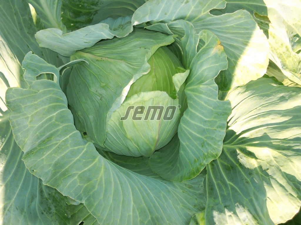 p4225-semo-vegetable-cabbage-polar1 p4225-semo-vegetable-cabbage-polar1