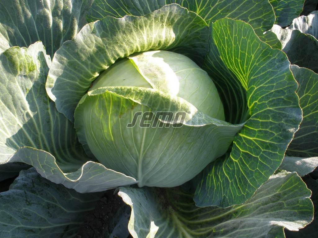 p4240-semo-zelenina-zeli-hlavkove-portoza-f1