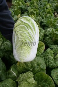 p4406-semo-zelenina-zeli-pekingske-concord-f1