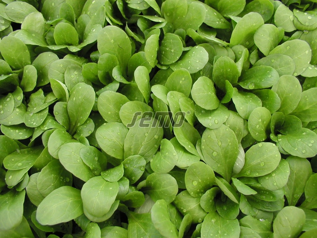 p5001-semo-vegetable-corn-salad-larged-leaved p5001-semo-vegetable-corn-salad-larged-leaved