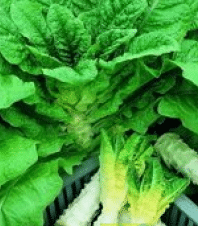 salat-sparglovy-celtuce-lactuca-sativa-l-var-asparagina-semiacka-05-gr