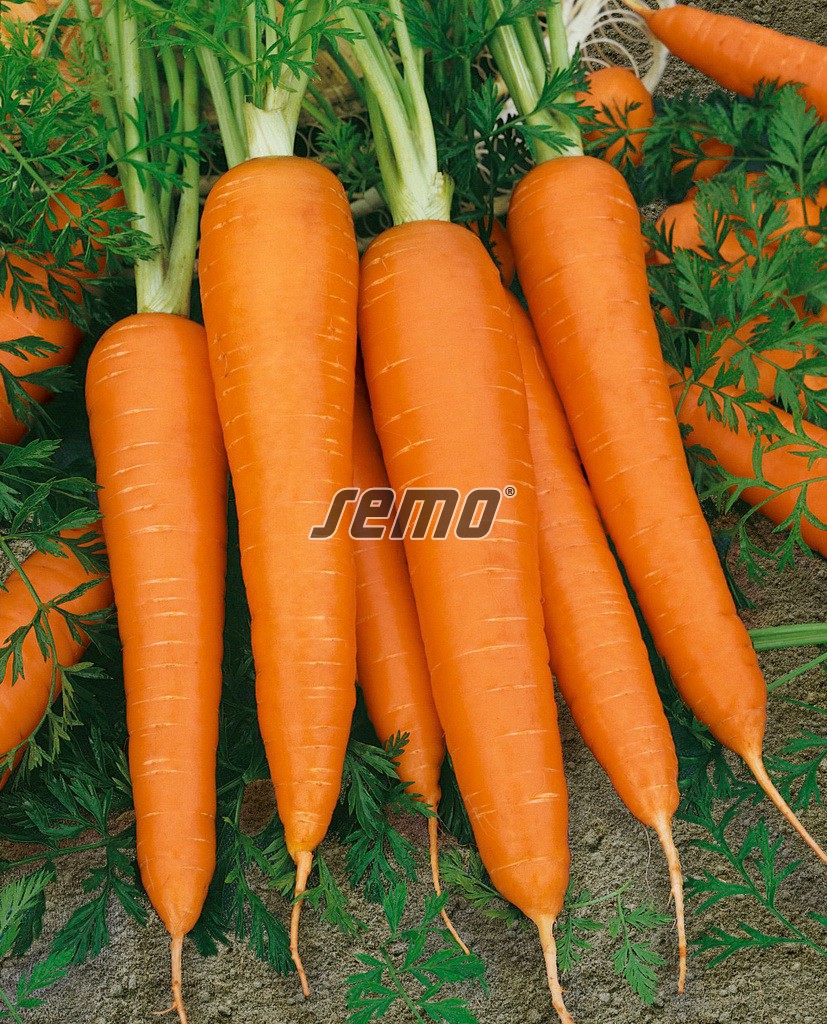semo-zelenina-mrkva-obecna-koloseum2 semo-zelenina-mrkva-obecna-koloseum2