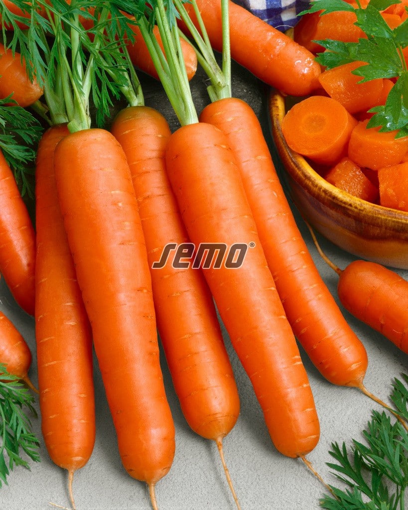 semo-zelenina-mrkva obecna-kraska2 semo-zelenina-mrkva-obecna-kraska2