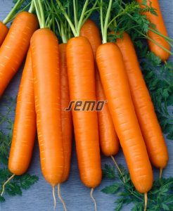 semo-zelenina-mrkva-obecna-nantes-3-tip-top2-1