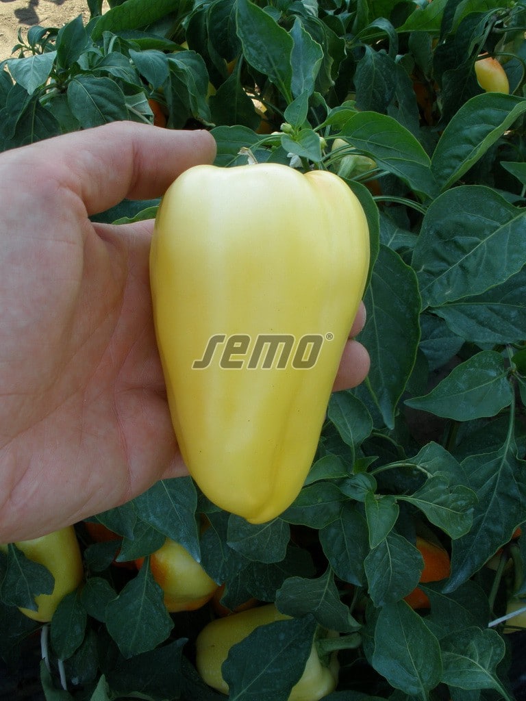 semo-zelenina-paprika-rocni-amyka-f1