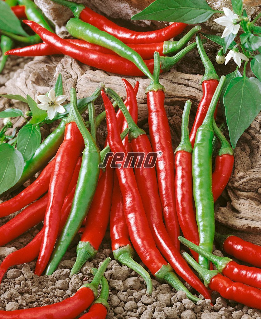 semo-zelenina-paprika-rocná-damian2 semo-zelenina-paprika-rocná-damian2