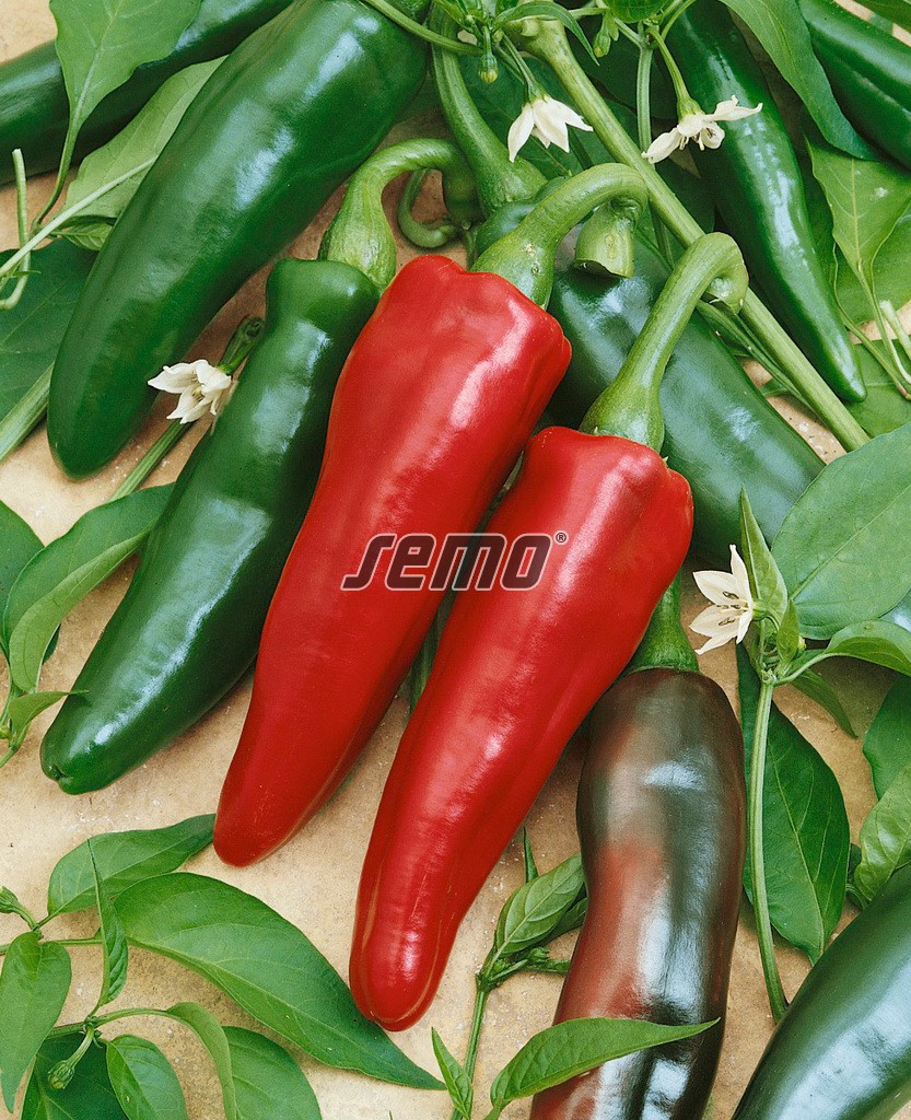 semo-zelenina-paprika-rocná-jalahot2 semo-zelenina-paprika-rocná-jalahot2