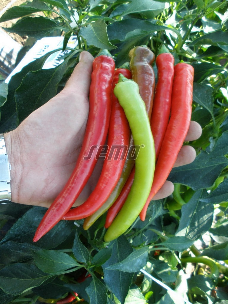 semo-zelenina-paprika-rocná-palivec