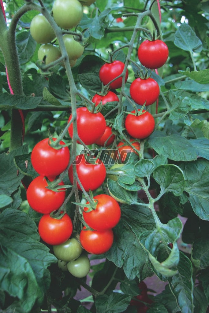 semo-zelenina-paradajky-bejbino-f1