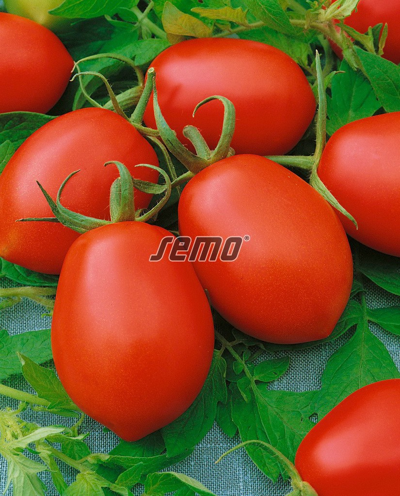 semo-zelenina-rajčina kríčková-denar2 semo-zelenina-rajčina-kríčková-denar2