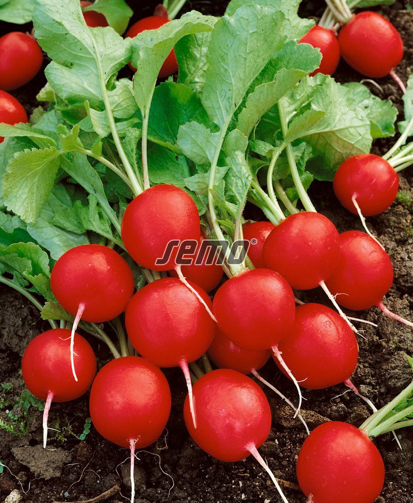 semo-zelenina-redkvicka-kvinta2 semo-zelenina-redkvicka-kvinta2