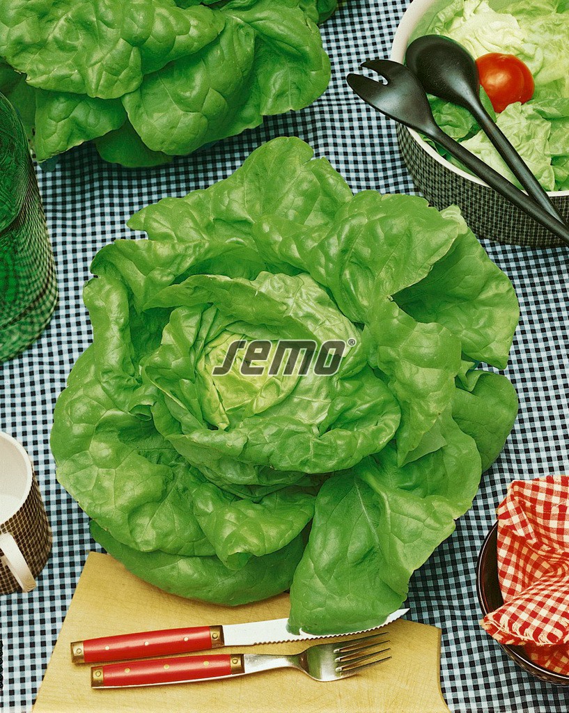 semo-zelenina-salat-hlavkovy-humil2