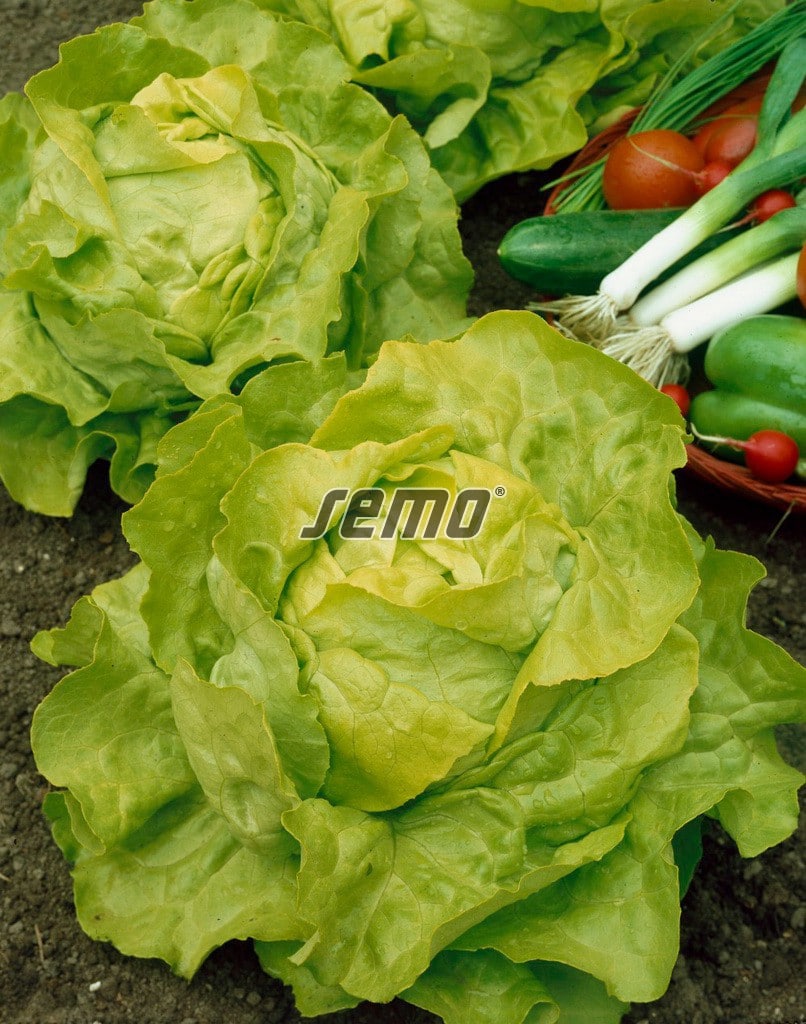 semo-zelenina-salat-hlavkovy-maraton2