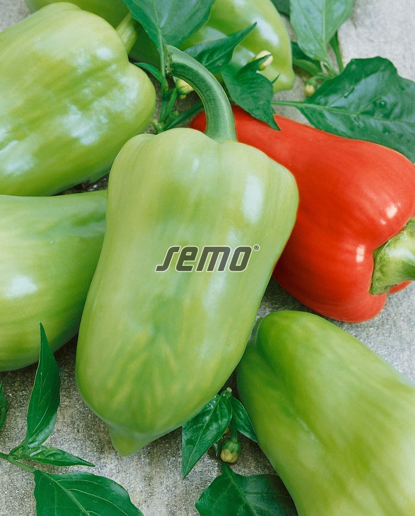 slávy paprika slávy-paprika